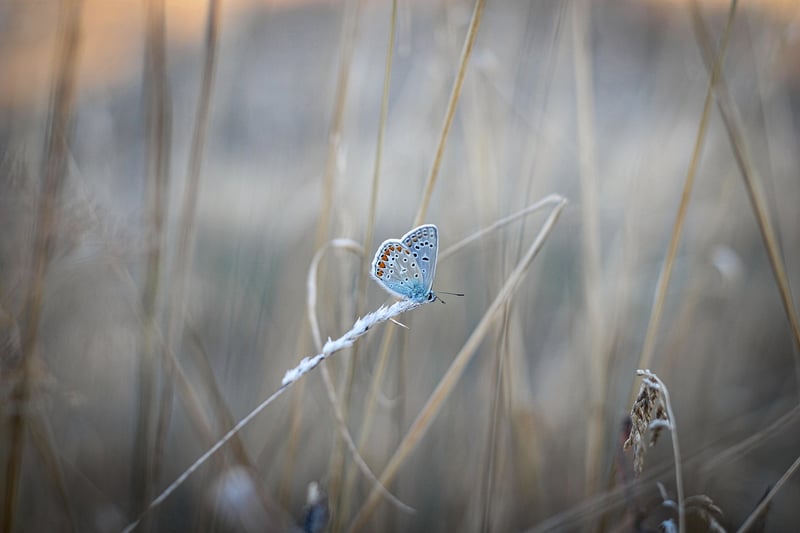 Butterfly Effect